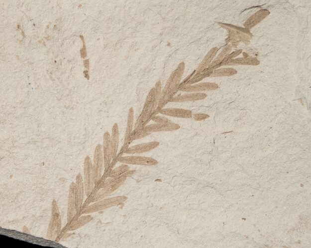 Metasequoia (Dawn Redwood) Fossil - Montana #16267